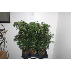 Ficus Benjamina Danielle(r)