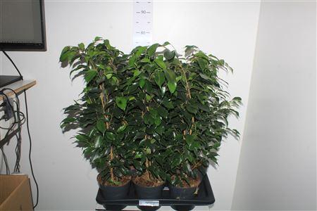 <h4>Ficus Benjamina Danielle(r)</h4>
