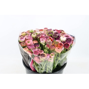 Ran Elegance Cappucino Mix