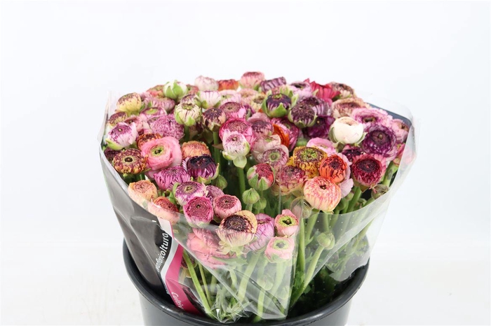 Ran Elegance Cappucino Mix