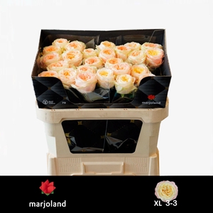 R GR PRISCILLA! XL 2-3