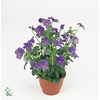 Viool corr delfts blauw p9