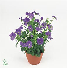 Viool corr delfts blauw p9