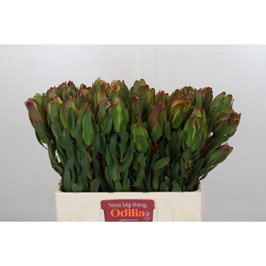 Leucadendron Laurel Yellow