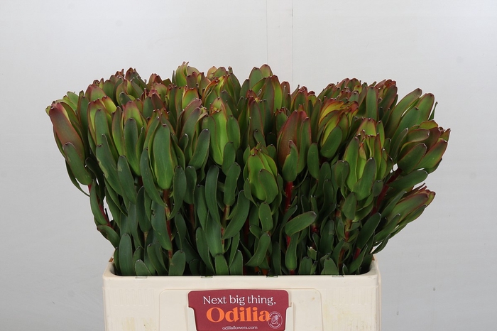 <h4>Leucadendron Laurel Yellow</h4>