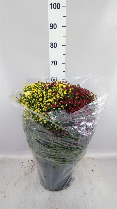 <h4>Chrysanthemum   ..GR</h4>