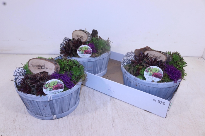 <h4>ARR SEMPERVIVUM</h4>