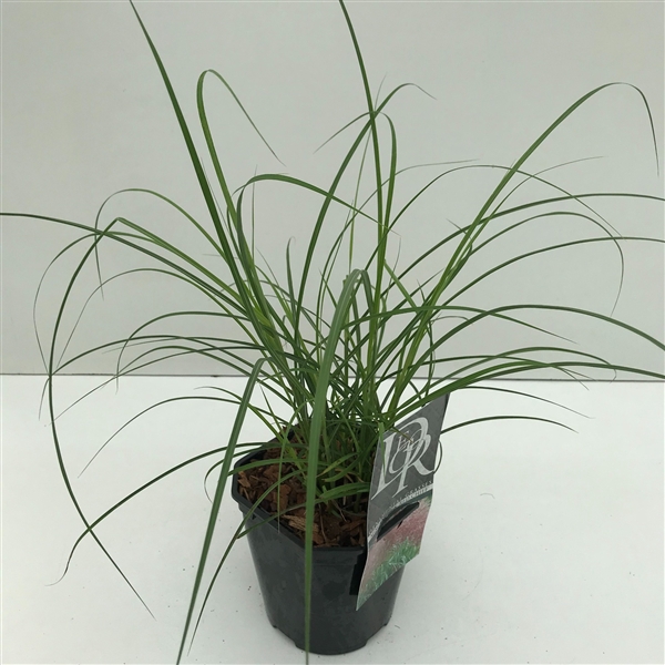 <h4>Graminées Miscanthus 'Red Chief'</h4>