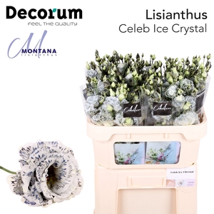 Lisianthus Dye Celeb Ice chrystal