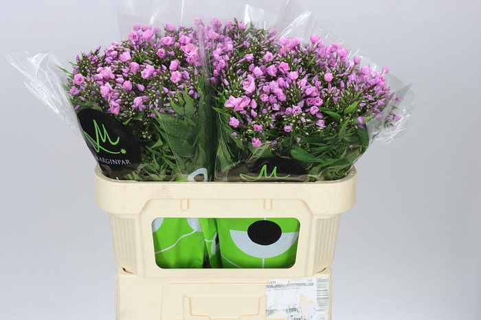 <h4>Phlox P Pink Eyes</h4>