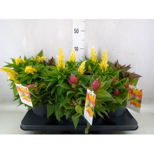 Celosia arg. PL 'Kelos Fire' .mix p
