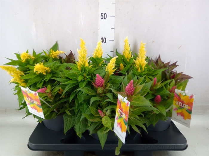 <h4>Celosia arg. PL 'Kelos Fire' .mix p</h4>