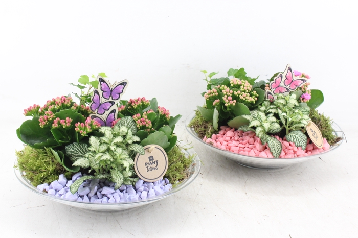arr2 PL - Glas schaal 27cm - roze/lila