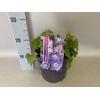 vaste planten 19 cm  Geranium Bloom Me Away