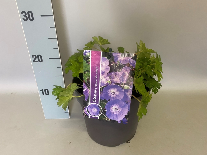 vaste planten 19 cm  Geranium Bloom Me Away