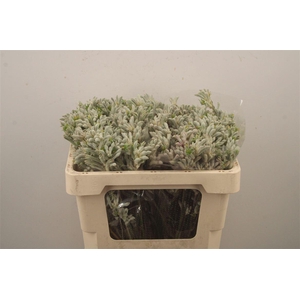 Anigozanthos Bush Diamond Grey