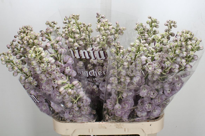 <h4>Delph Du Dew Pink Spijk 90cm</h4>
