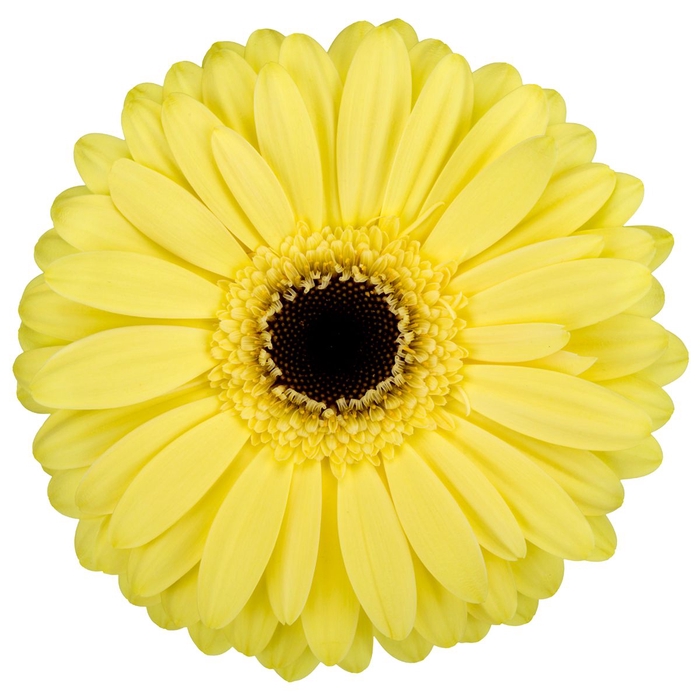 <h4>Gerbera Matteo Flowerracket</h4>