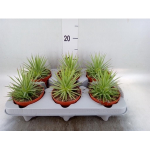 Agave stricta 'Nana'