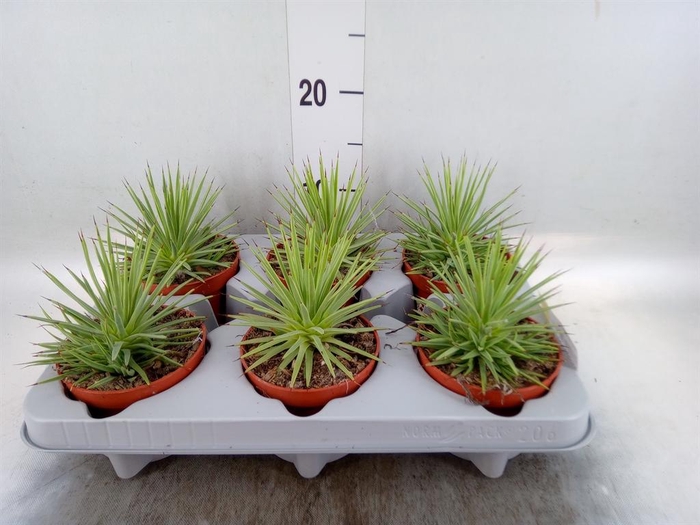<h4>Agave stricta 'Nana'</h4>