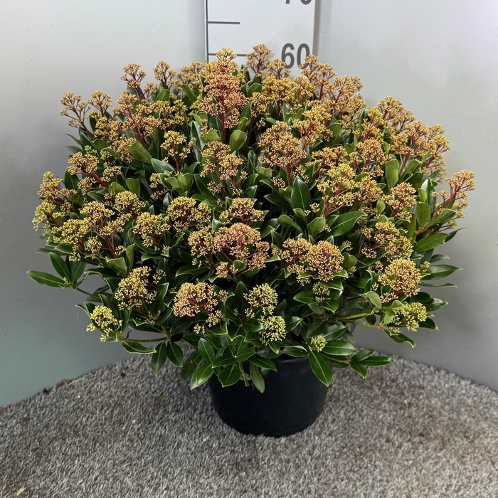 <h4>Skimmia japonica 'Rubesta Jos'</h4>