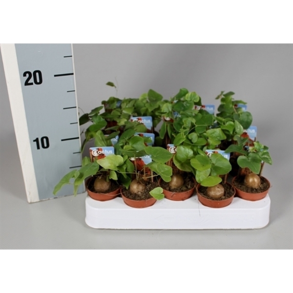 <h4>Dioscorea elephantipes 5,5 cm met foto-etiket</h4>