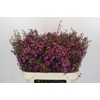 Chamelaucium Rotem