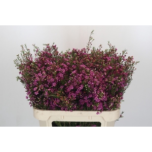 Chamelaucium Rotem