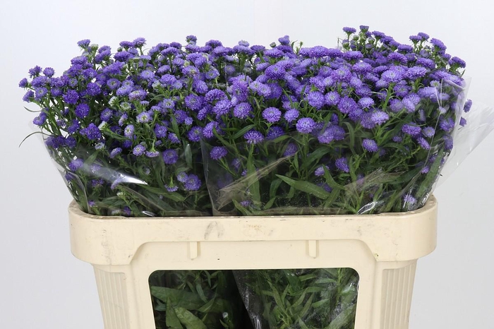 <h4>Aster Baby Parade</h4>