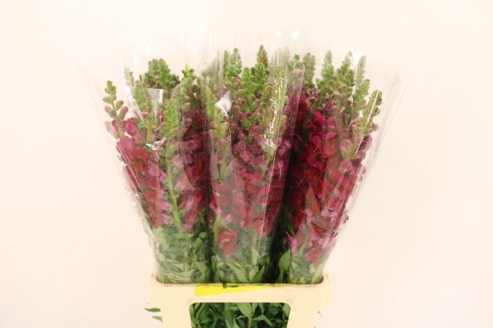 <h4>ANTIR POTO RED</h4>