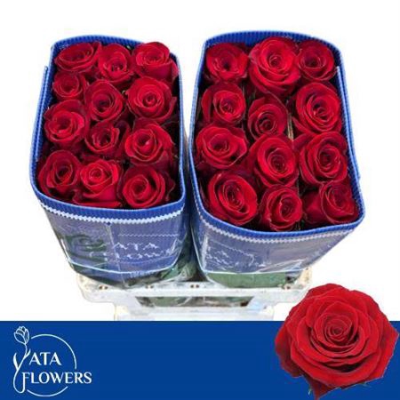 <h4>Rosa a grande fleur Fortune</h4>