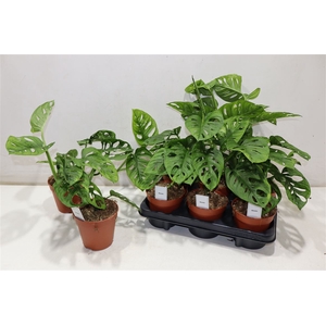 Monstera Ov