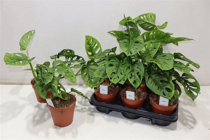 <h4>Monstera Ov</h4>
