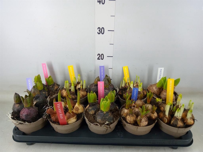 <h4>Bolbloemen   ...mix</h4>