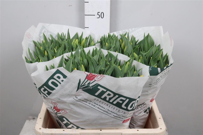 <h4>Tu En Strong Gold</h4>