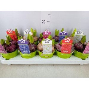 Hyacinthus orie. 'Pearl'  ...mix  5