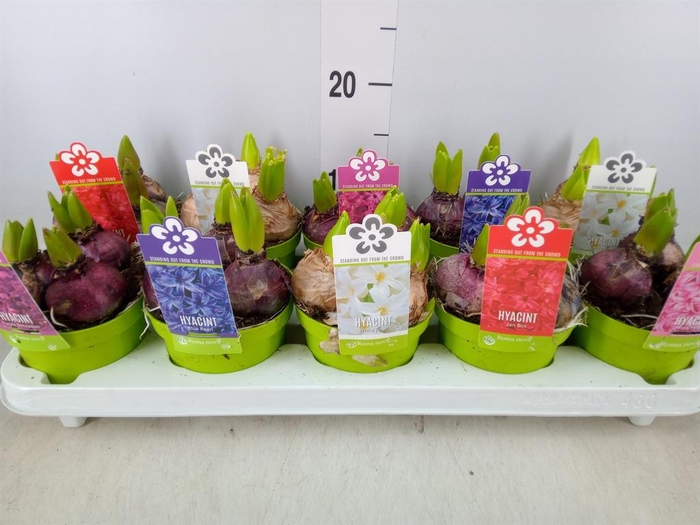 <h4>Hyacinthus orie. 'Pearl'  ...mix  5</h4>