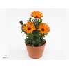 Osteospermum Oranje TST
