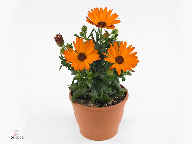 Osteospermum Oranje TST