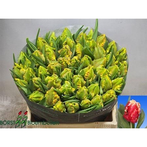 Tu Pa Dee Jay Parrot