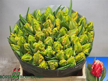 <h4>Tu Pa Dee Jay Parrot</h4>