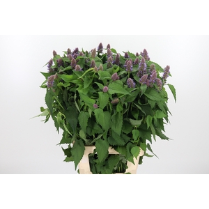 Agastache