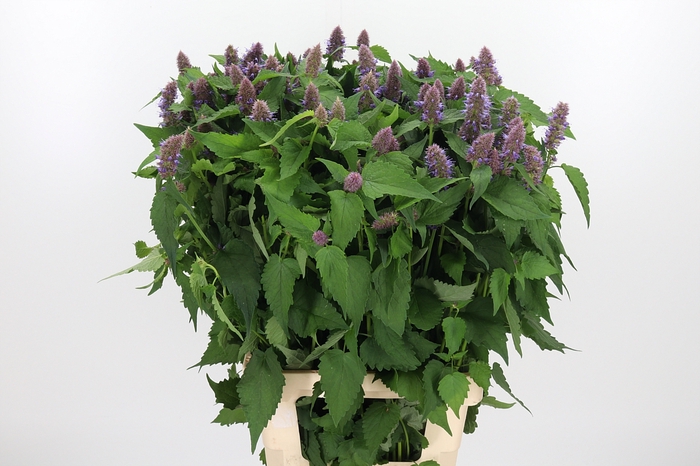 <h4>Agastache</h4>