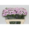 Dianthus Br Amazon Rose Magic