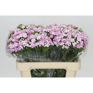 Dianthus Br Amazon Rose Magic