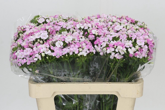 <h4>Dianthus Br Amazon Rose Magic</h4>