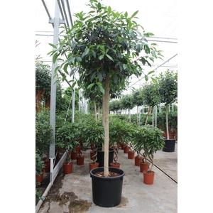 Ficus bellingeri