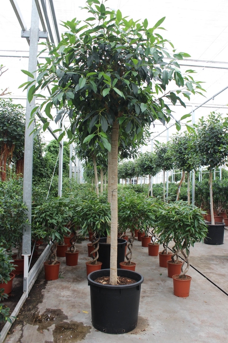 <h4>Ficus bellingeri</h4>