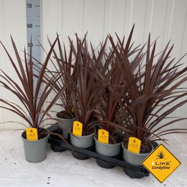 Cordyline Australis Red Star 13Ø 55cm