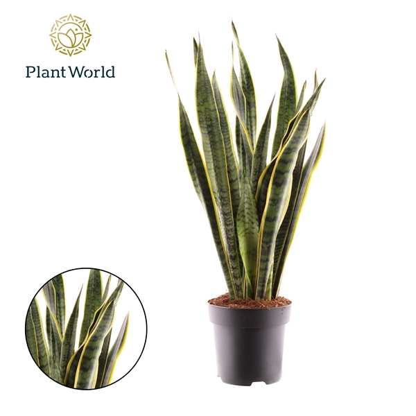 <h4>Sansevieria Laurentii (Decorum)</h4>